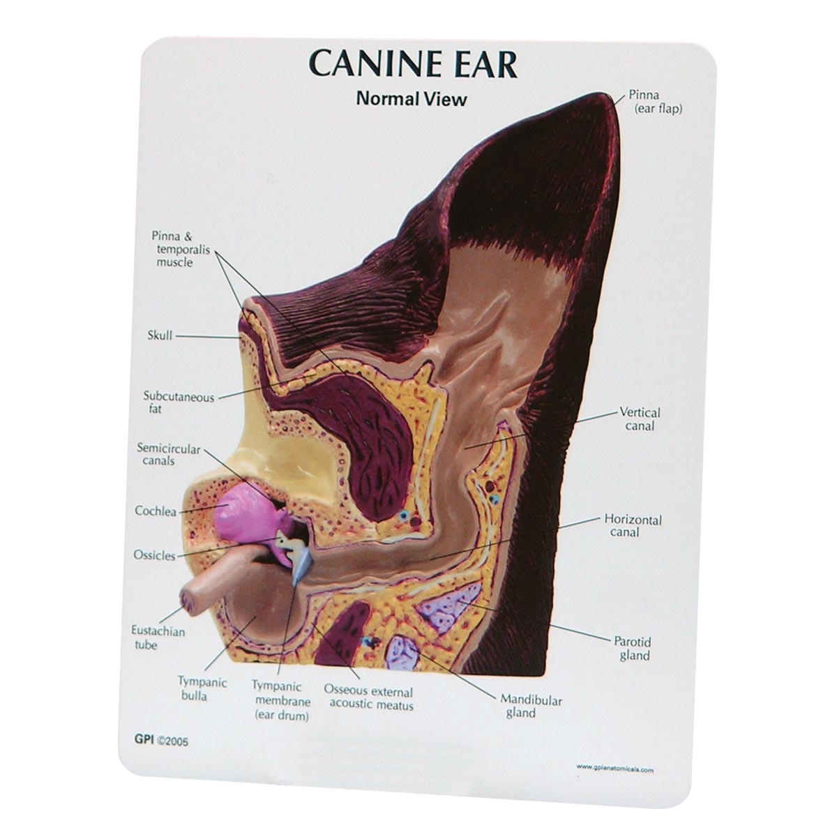 3B Scientific canine ear model normal and infected