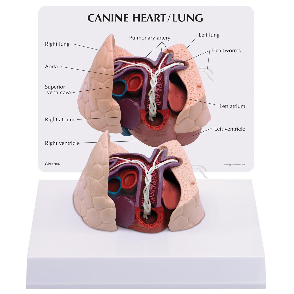 3B Scientific canine heart and lung model