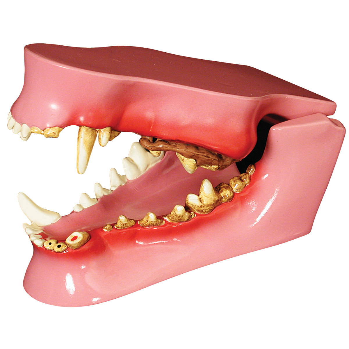 3B Scientific canine jaw model