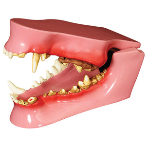 3B Scientific canine jaw model
