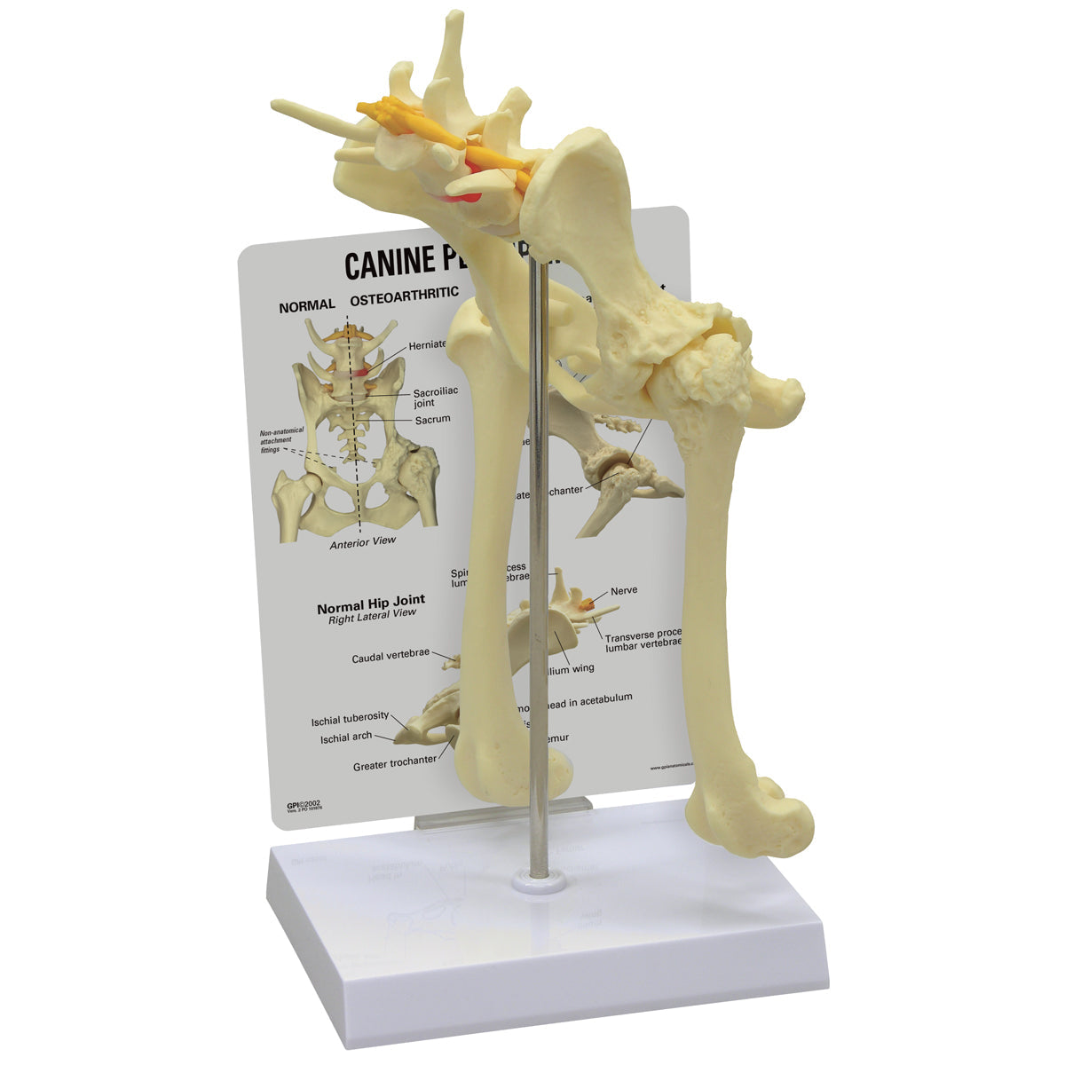 3B Scientific canine pelvis hip model