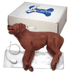 3B Scientific CasPeR CPR dog manikin