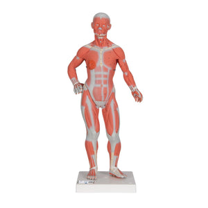 2-part 1/3 life-size human muscle figure by 3B Scientific, showcasing detailed muscle anatomy for educational purposes.