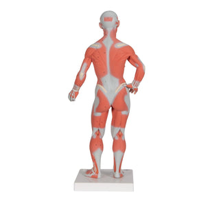 Life-size human muscle figure by 3B Scientific, 2-part model showing detailed muscle anatomy for educational use.