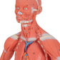 Life-size 3B Scientific human muscle figure, 2-part anatomical model showing detailed muscle structure and positioning.