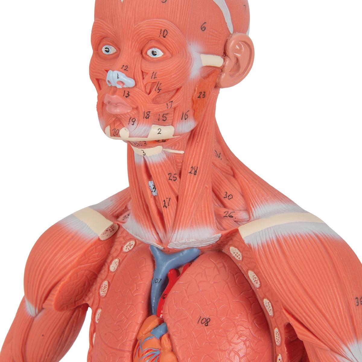 Life-size 3B Scientific human muscle figure, 2-part anatomical model showing detailed muscle structure and positioning.