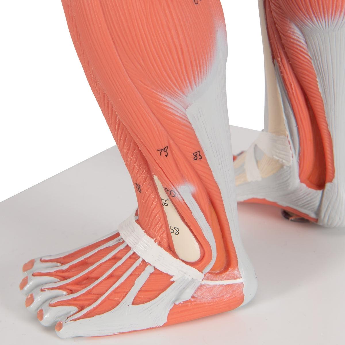 Life-size human muscle figure by 3B Scientific, showing detailed muscular anatomy in a two-part model.