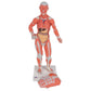 3B Scientific 1/3 life-size human muscle figure, 2-part model showing detailed muscle anatomy, with visible muscle groups and structures.