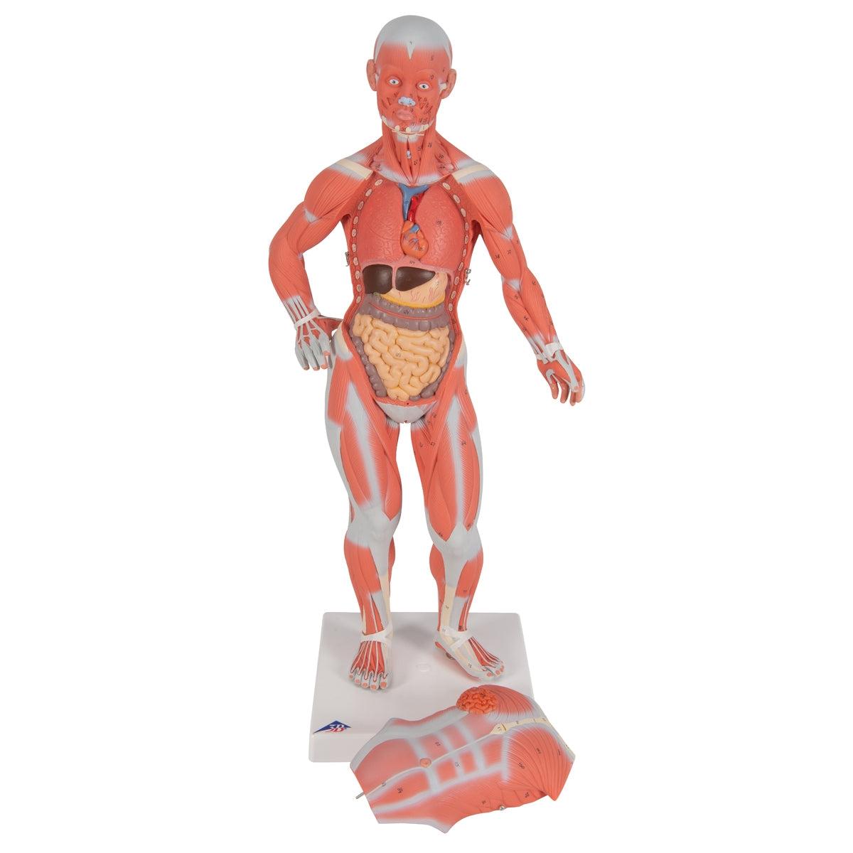 3B Scientific 1/3 life-size human muscle figure, 2-part model showing detailed muscle anatomy, with visible muscle groups and structures.