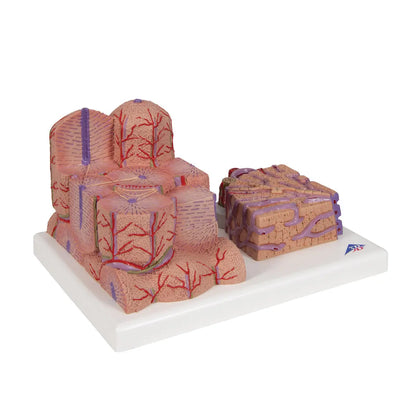 3B Scientific 3B MICROanatomy™ Liver Model showing detailed internal liver structures and realistic textures