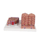 3B Scientific 3B MICROanatomy™ Liver Model showing detailed internal liver structure and anatomical features for educational use.