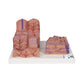 3B Scientific 3B MICROanatomy™ Liver Model showing detailed anatomical structure of the human liver.