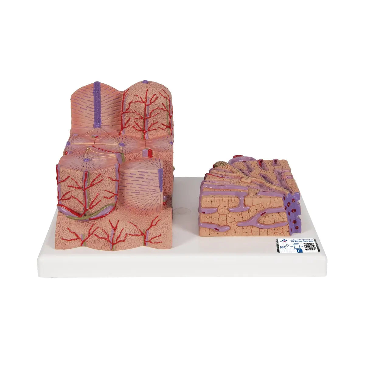 3B Scientific 3B MICROanatomy™ Liver Model showing detailed anatomical structure of the human liver.