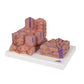 3B Scientific 3B MICROanatomy™ Liver Model showing detailed internal structures for educational purposes