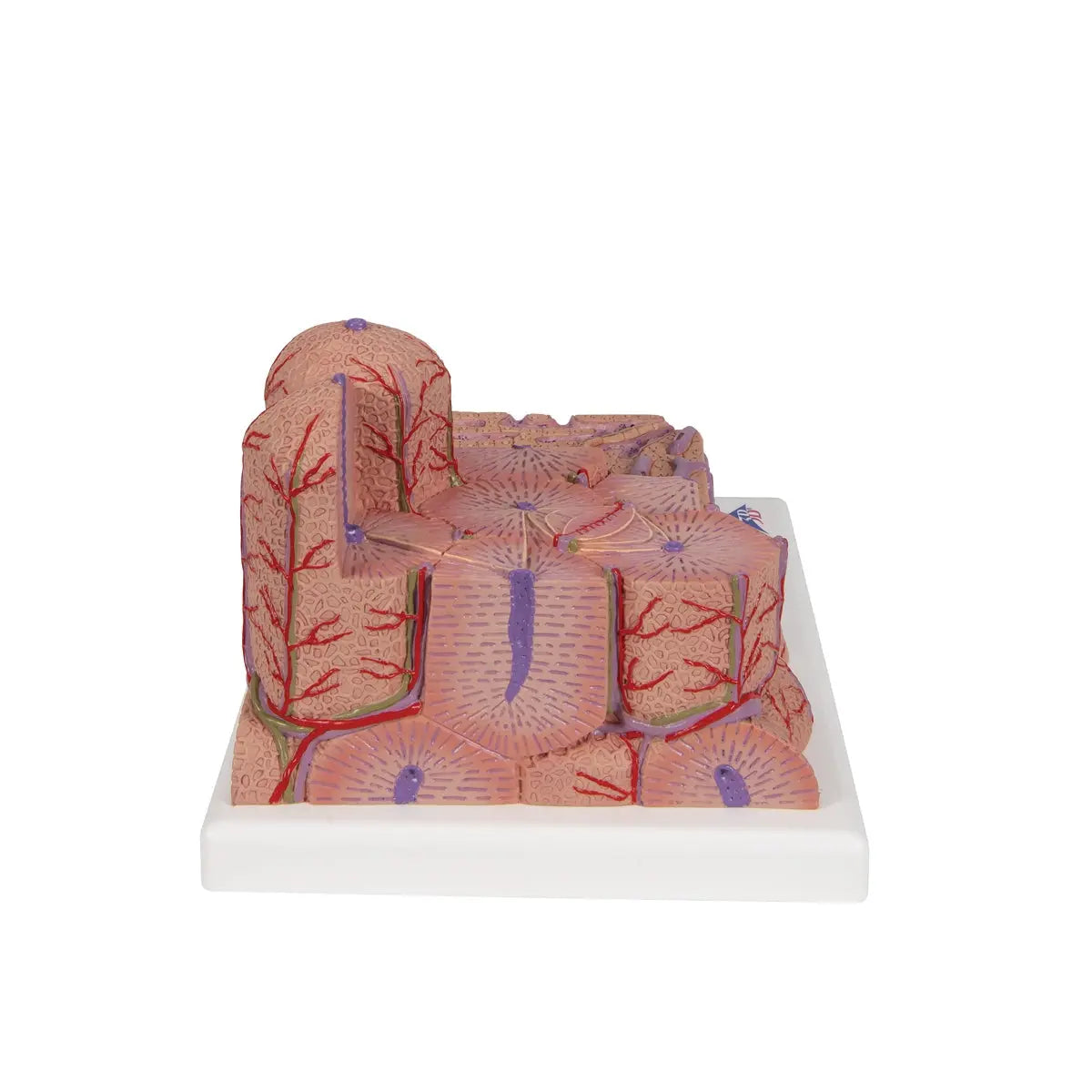 3B Scientific 3B MICROanatomy™ liver model showing detailed anatomical structure of the human liver.