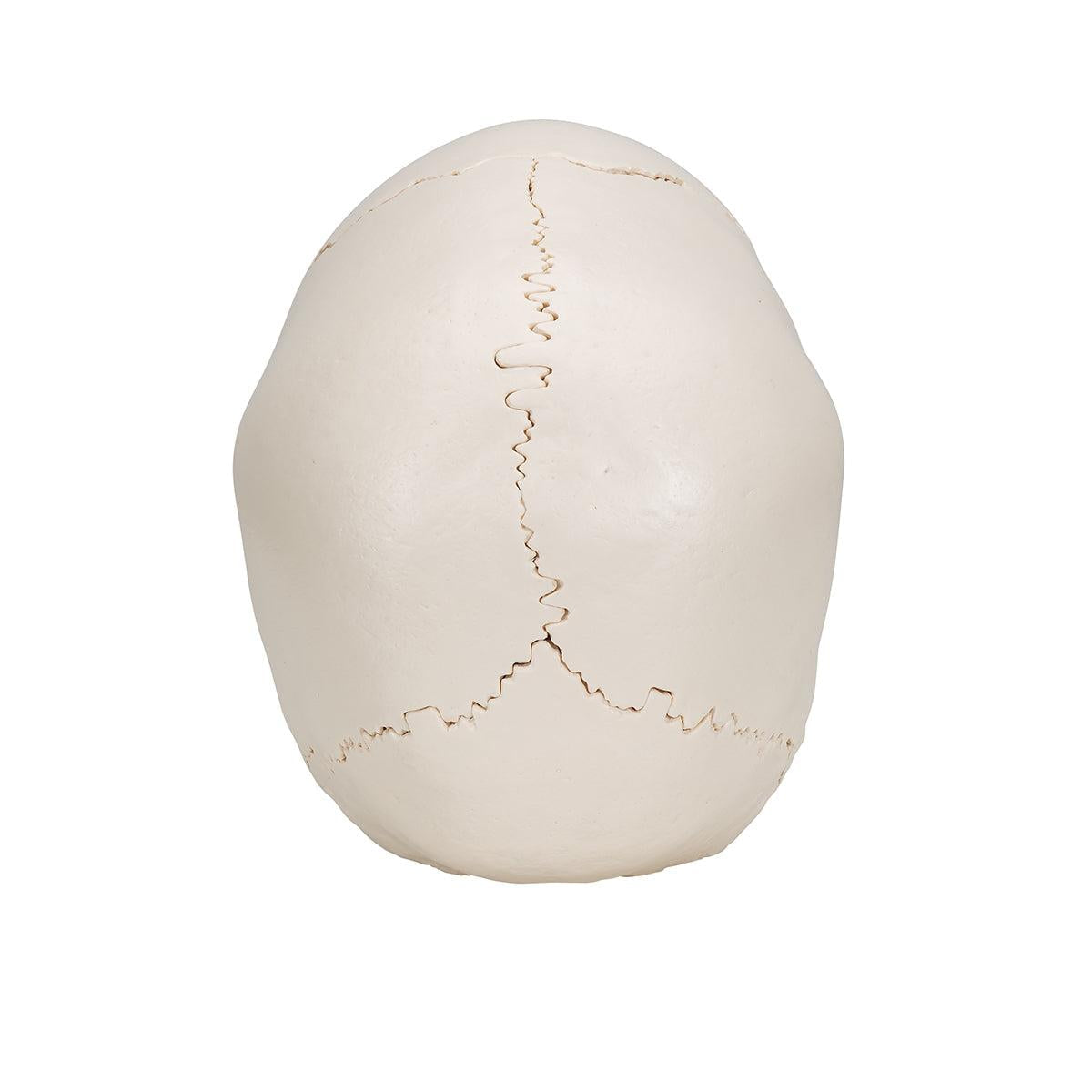 Beauchene Adult Human Skull Model, Bone Colored Version, 22 part