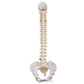 Classic Flexible Human Spine Model with Female Pelvis