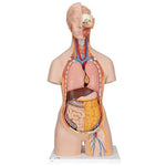 Classic Unisex Human Torso Model with Opened Neck and Back, 18 part 3B Scientific
