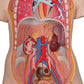 Classic Unisex Human Torso Model with Opened Neck and Back, 18 part 3B Scientific
