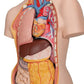 Classic Unisex Human Torso Model with Opened Neck and Back, 18 part 3B Scientific