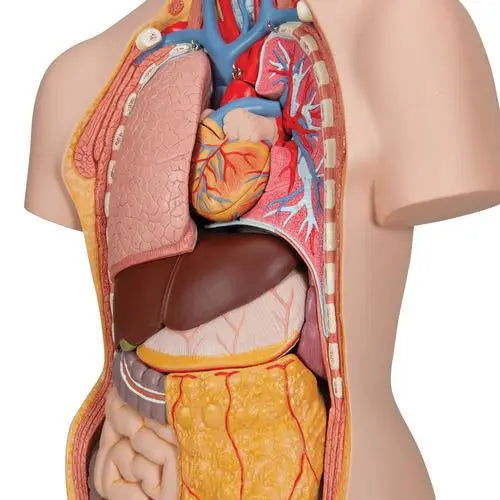 Classic Unisex Human Torso Model with Opened Neck and Back, 18 part 3B Scientific