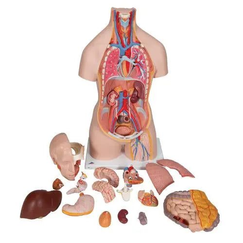 Classic Unisex Human Torso Model with Opened Neck and Back, 18 part 3B Scientific