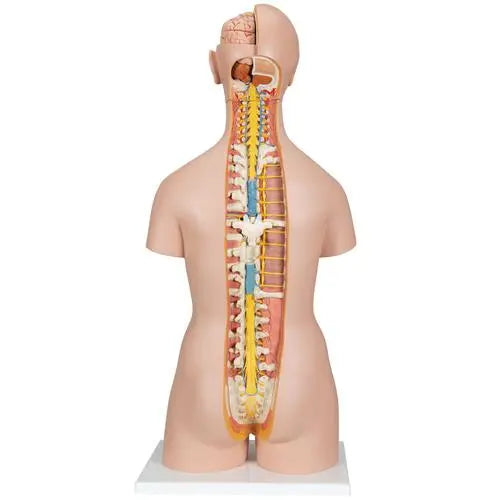 Classic Unisex Human Torso Model with Opened Neck and Back, 18 part 3B Scientific