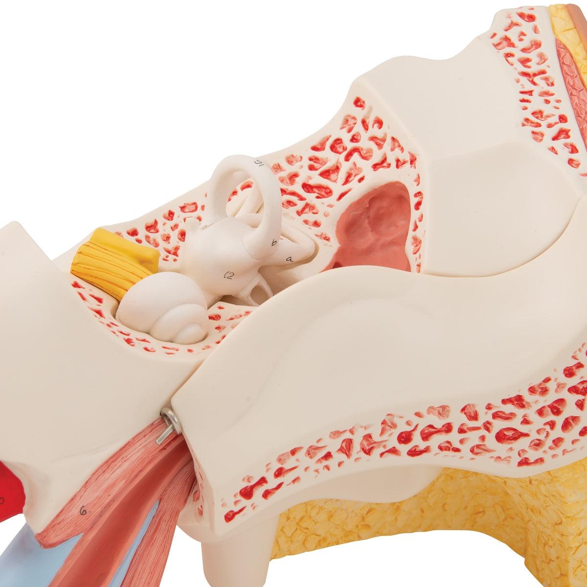 Human Ear Model, 3 times Life-Size, 6 part