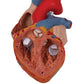 Human Heart Model, 2-times Life-Size, 4 part