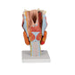 Human Larynx Model, 2 times Full-Size, 7 part