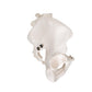 Human Male Pelvis Skeleton Model
