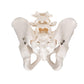 Human Male Pelvis Skeleton Model