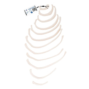 Human Ribs Model