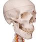 Human Skeleton Model Sam on Hanging Stand with Muscle & Ligaments