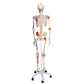 Human Skeleton Model Sam with Muscles & Ligaments on 5' Stand
