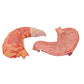 Human Stomach Model, 2 part