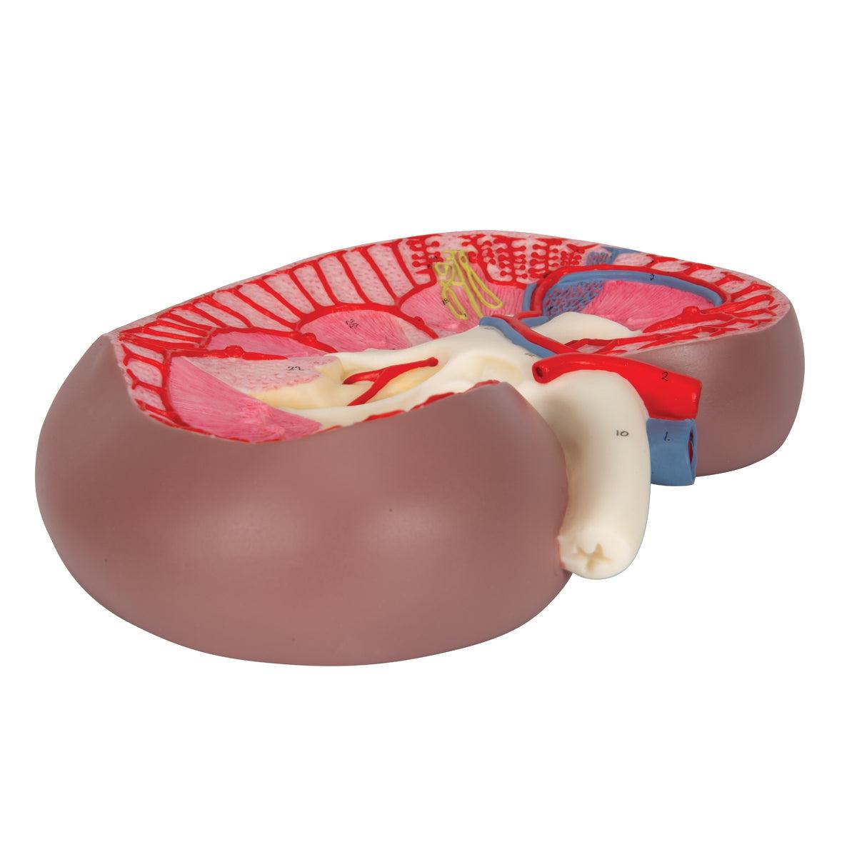 Kidney Section Model, 3 times Full-Size