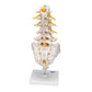 Lumbar Human Spinal Column Model