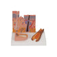 Microscopic Skin, Hair & Nail Model