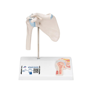 Mini Human Shoulder Joint Model with Coss Section