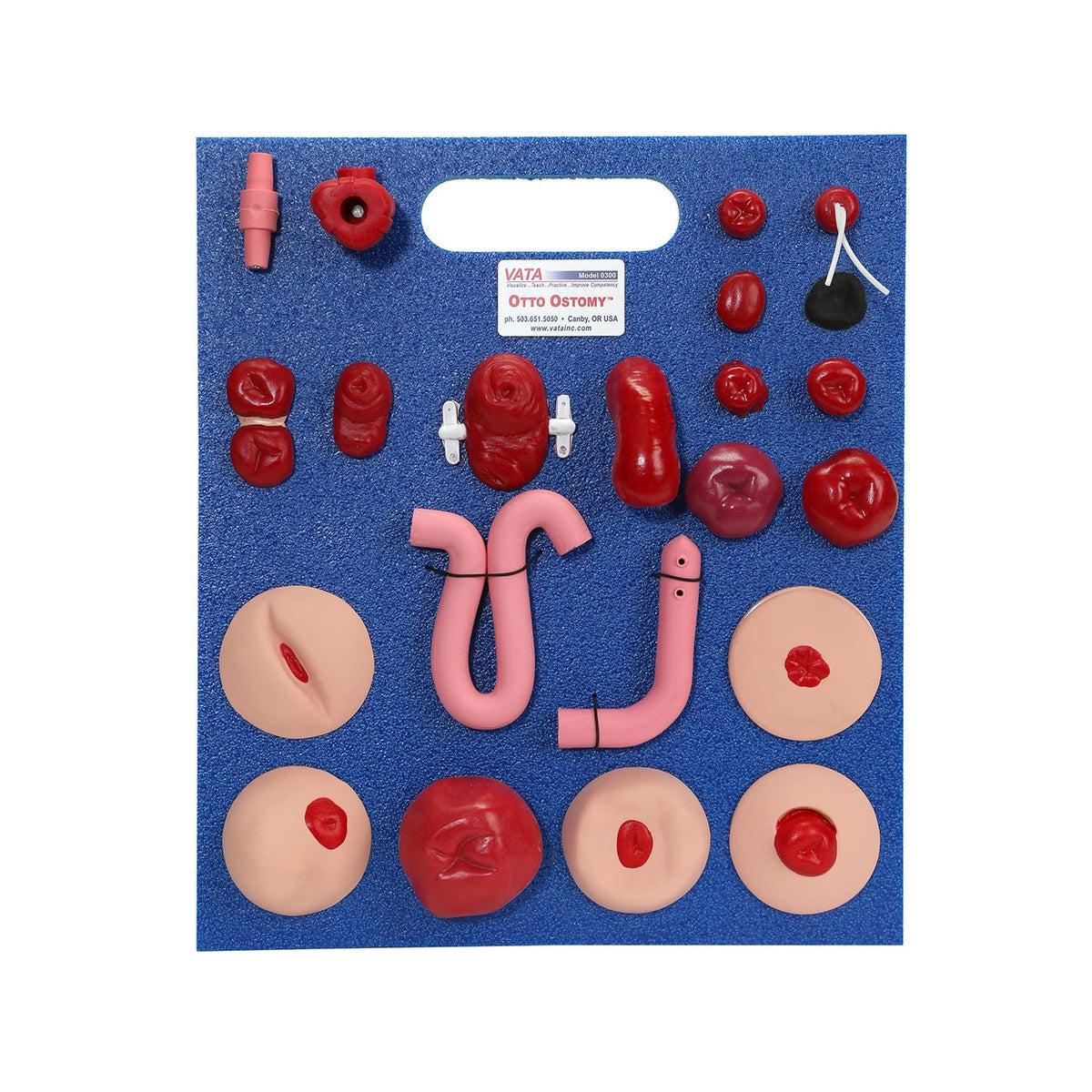 Otto Ostomy™ Advanced Model by 3B Scientific showing detailed medical simulation with realistic ostomy features and anatomy.