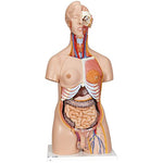 3B Scientific deluxe dual sex torso 24 part