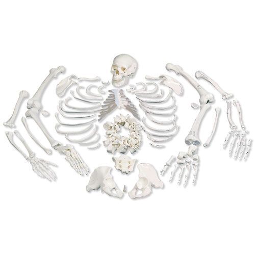 3B Scientific disarticulated skeleton model