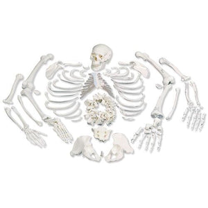 3B Scientific disarticulated skeleton model