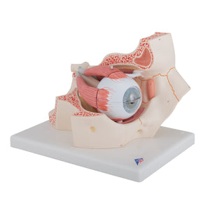 3B Scientific eye model 3x life size