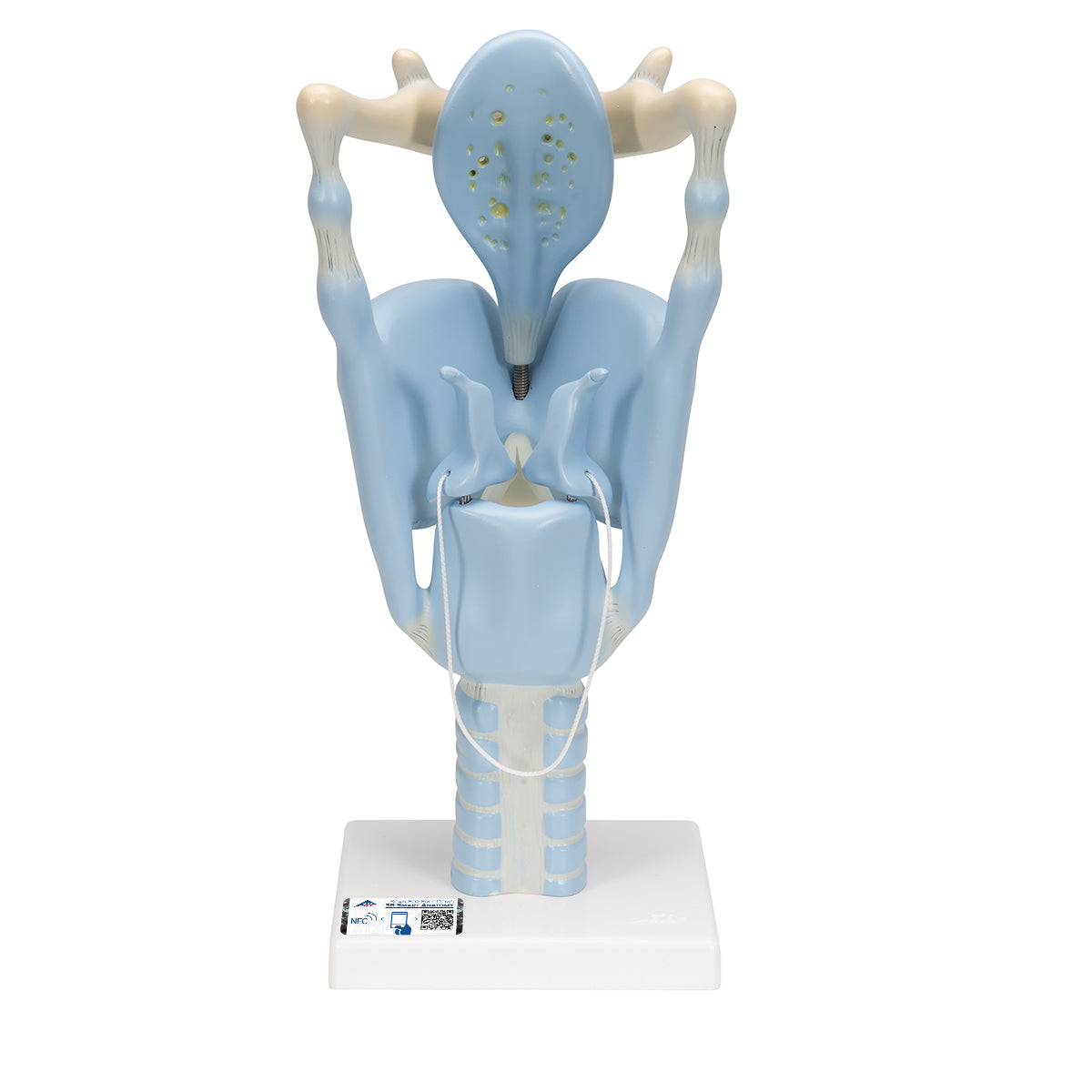 3B Scientific functional larynx model