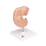 3B Scientific human embryo model 25x life size
