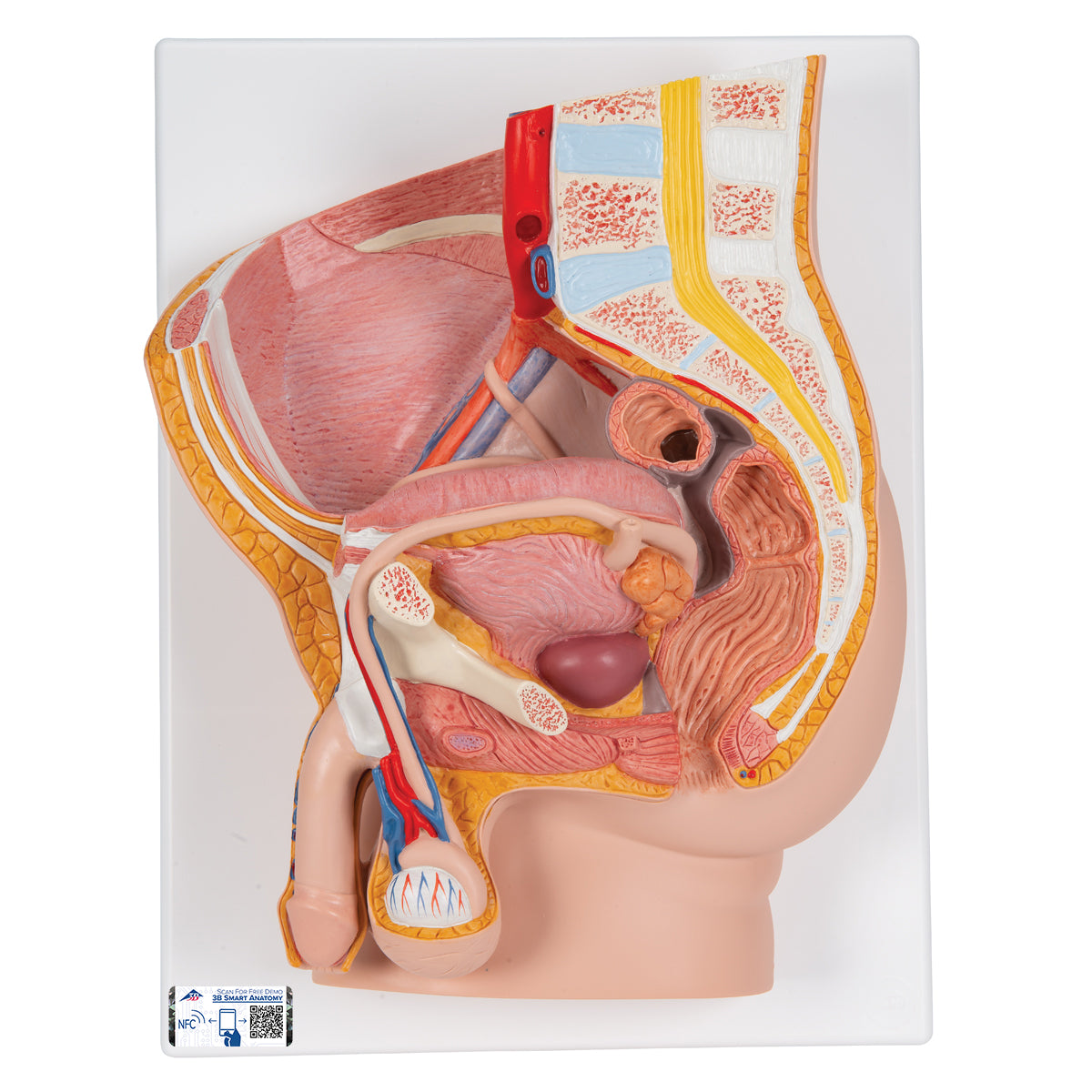 3B Scientific male pelvis median section model