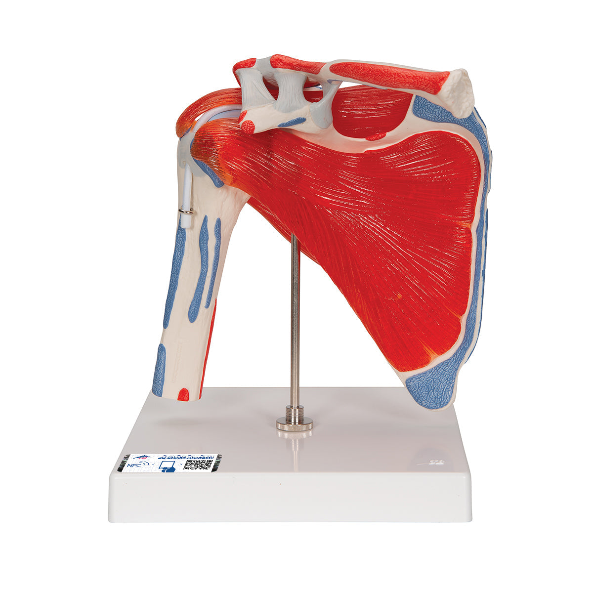 3B Scientific shoulder joint model with rotator cuff