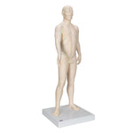 Acupuncture Model, Male